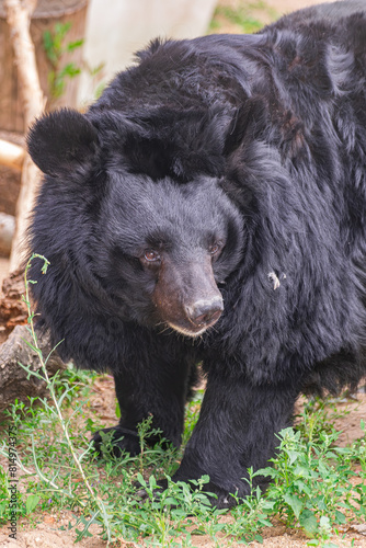 Wallpaper Mural Ussuri black bear, (Ursus thibetanus ussuricus), head portrait close view Torontodigital.ca