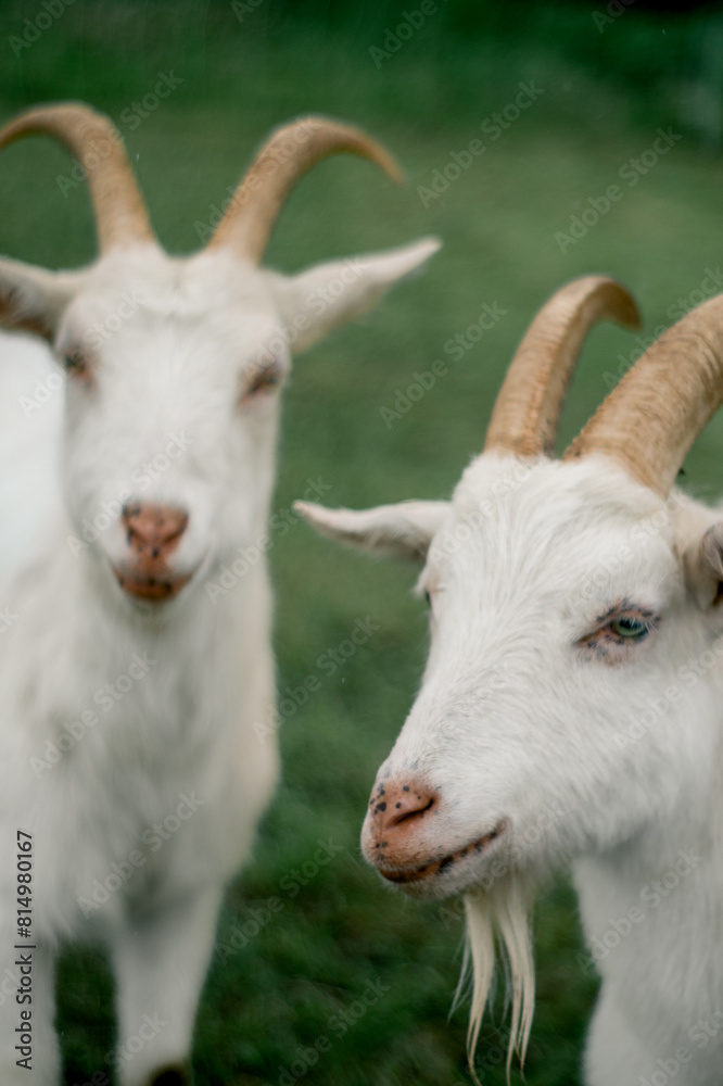 two goats white goat Domestic animal on a farm, vertical two goats white goat Domestic animal on a farm, vertical