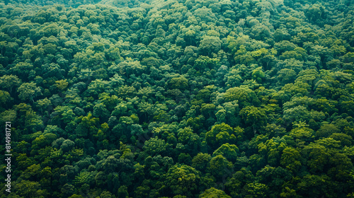 Abstract image of a densely packed forest from a bird's-eye view, where the varying shades of tree canopies create a patchwork reminiscent of cow skin, offering a natural and lush texture.