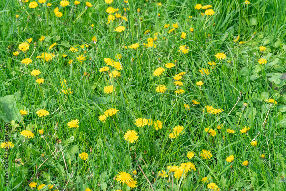 Meadow blooming yellow dandelion flowers in springtime. Details taraxacum officinale in springtime. Blowball used as medical herb and food ingredient. Edible fresh plants aster family or compositae. Meadow blooming yellow dandelion flowers in springtime. Details taraxacum officinale in springtime. Blowball used as medical herb and food ingredient. Edible fresh plants aster family or compositae.