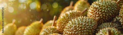 A closeup of Mon Thong durians, prized for their creamy texture and bittersweet taste, ripe and ready for harvest 8K , high-resolution, ultra HD,up32K HD photo