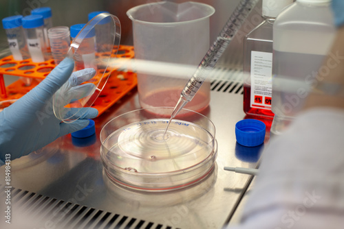 closeup hands with petri dish, scientist working in laboratory