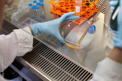 scientific research in laboratory, closeup hands with petri dish photo