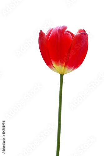 Red tulip isolated on transparent background png file