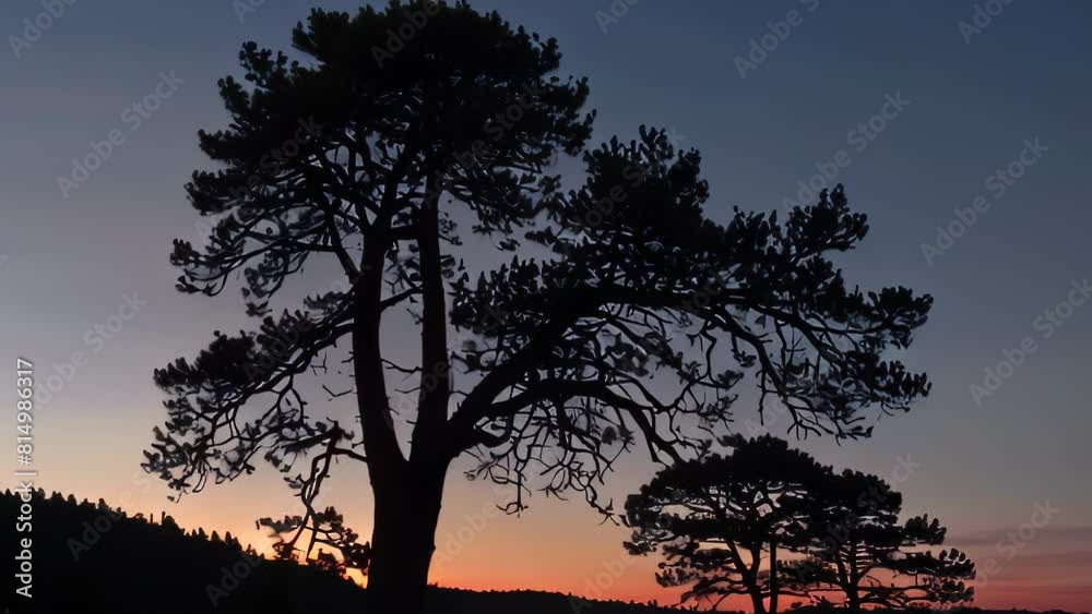 Video animation of  serene scene at twilight. A solitary tree stands as a silhouette against the backdrop of a gradient sky