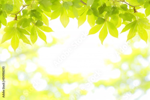 An image depicting vibrant green leaves at the top of the frame with a bright  blurred background suggesting a sunny day with soft sunlight filtering through. This image evokes a sense of freshness