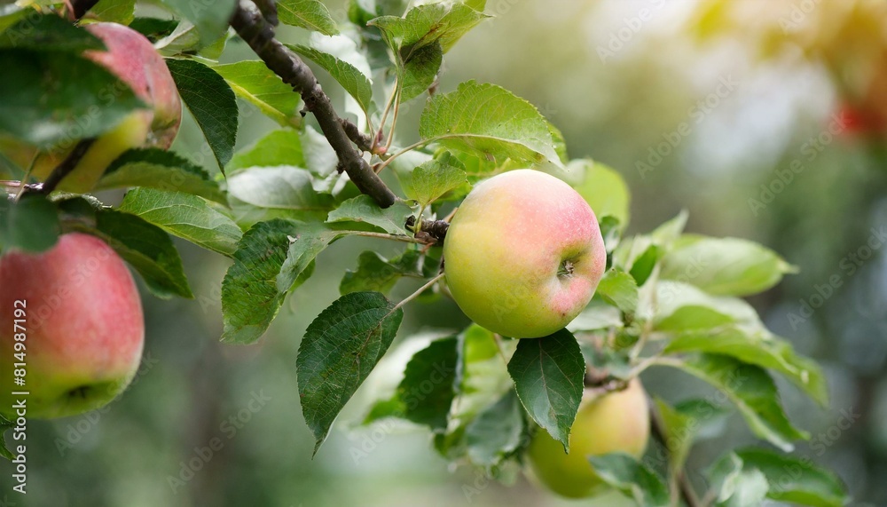 photo of a ripe apple hanging on a tree branch photo of a ripe apple hanging on a tree branch