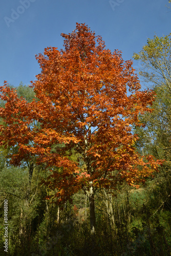 Eiche, Roteiche, Quercus rubra, Amerikanische Spitzeiche