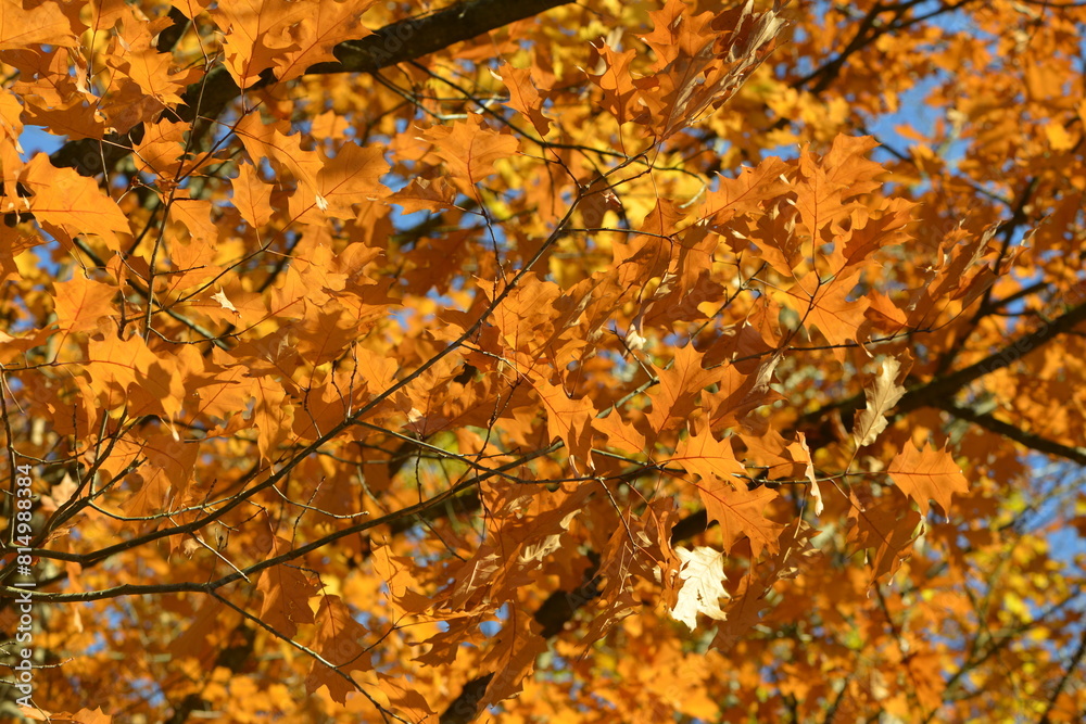 Eiche, Roteiche, Quercus rubra, Amerikanische Spitzeiche Eiche, Roteiche, Quercus rubra, Amerikanische Spitzeiche