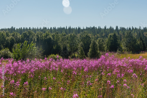 Field of Narrow-leaved willowherbs cover the ground in bloom evening primrose family, summer on North photo