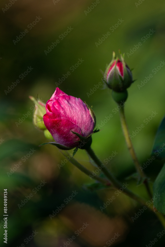 Beautiful blooming tea roses. Close up. Beautiful blooming tea roses. Close up.