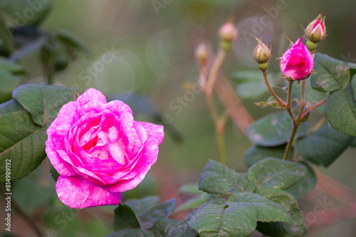 Beautiful blooming tea roses. Close up.
