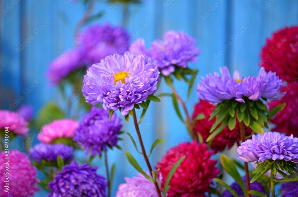 Obraz premium Violet Aster blooming in flower garden on old blue blurred wooden background. Large alpine aster growing in flower bed. Background with colorful aster flowers. Bright aster in garden. Selective focus.