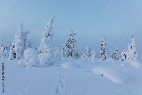 Animal footprints in a snowy forest in Lapland