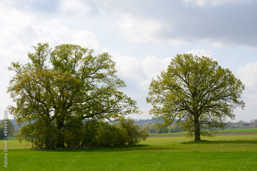 Eiche, Quercus spp. Stieleiche, Quercus robur L., Solitärbäume Eiche, Quercus spp. Stieleiche, Quercus robur L., Solitärbäume