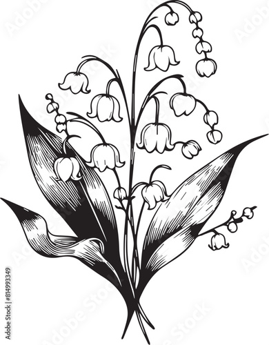 Gorgeous drawing of lily of the valley flower, inflorescence, stem, and leaves. Blooming plant hand drew in vintage engraving style lily of the valley flower, realistic lily of the valley flower art