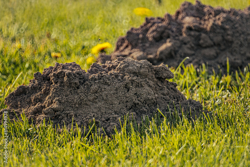 mole pushed off the ground and made piles of ground