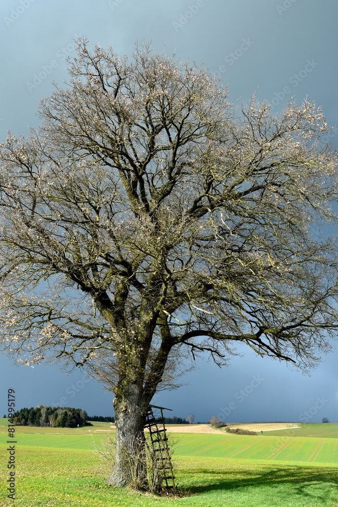 Obraz premium Eiche, Quercus spp. Stieleiche, Quercus robur L., Solitärbäume