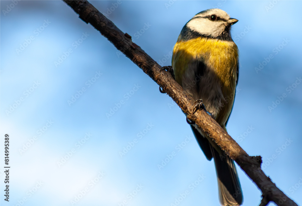 Fototapeta premium Sikorka