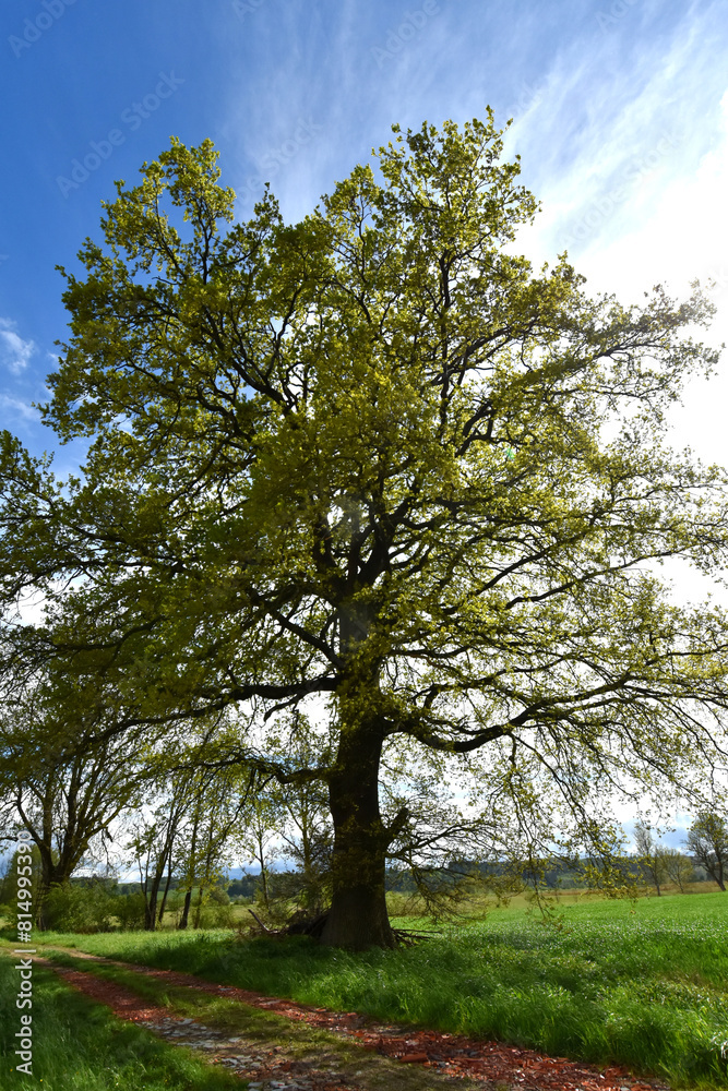 Eiche, Quercus spp. Stieleiche, Quercus robur L., Solitärbäume Eiche, Quercus spp. Stieleiche, Quercus robur L., Solitärbäume
