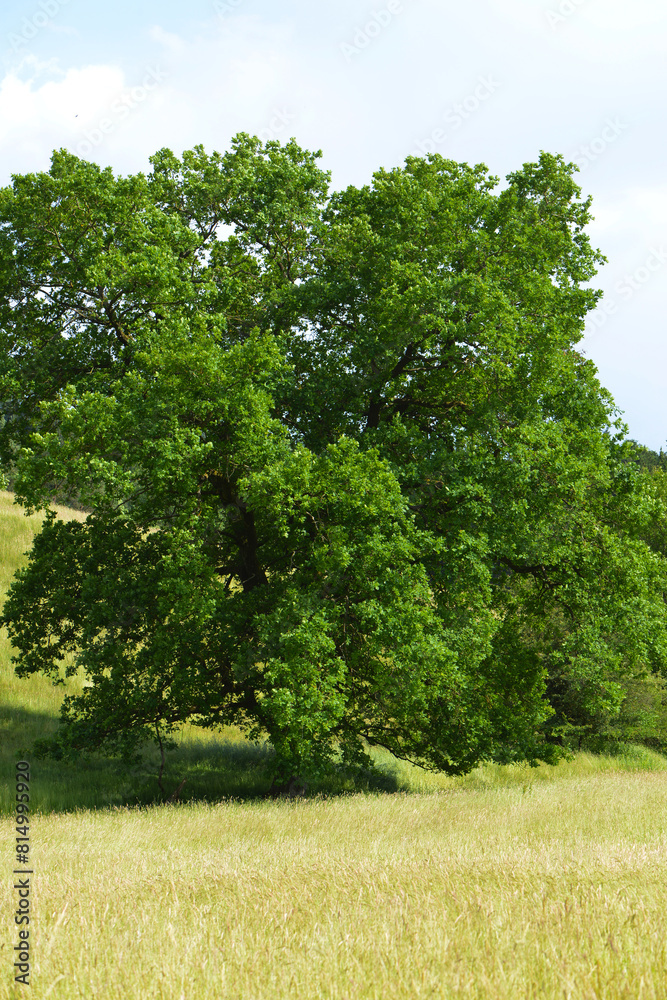 Eiche, Quercus spp. Stieleiche, Quercus robur L., Solitärbäume Eiche, Quercus spp. Stieleiche, Quercus robur L., Solitärbäume