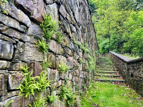 Enchanting perspective of green ferns and lichen on a historic stone wall with ancient stairs in a forest setting