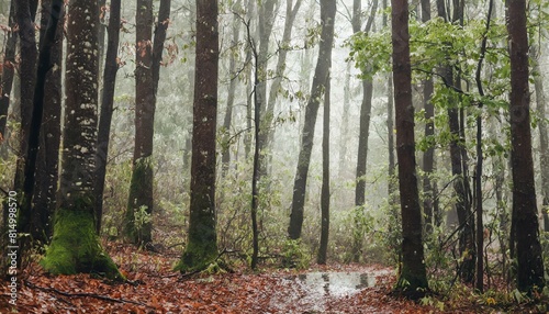 forest during the rain
