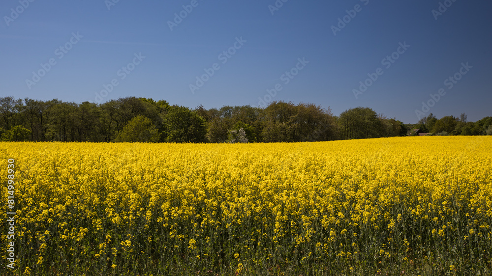 Skåne rape fields around Malmö Skåne Sweden Skåne rape fields around Malmö Skåne Sweden