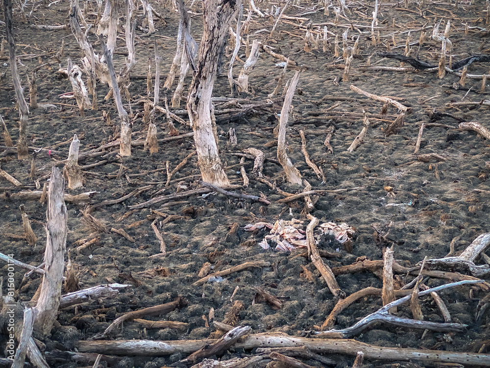 Destroyed mangrove forest scenery, Mangrove forests are destroyed and loss from the expansion of habitats. Expansion of habitats destruction the environment,mangrove forests degradation Destroyed mangrove forest scenery, Mangrove forests are destroyed and loss from the expansion of habitats. Expansion of habitats destruction the environment,mangrove forests degradation