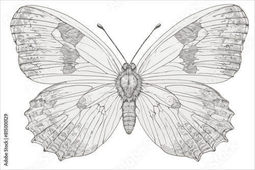 butterfly vector illustration realistic art drawing isolated on white background