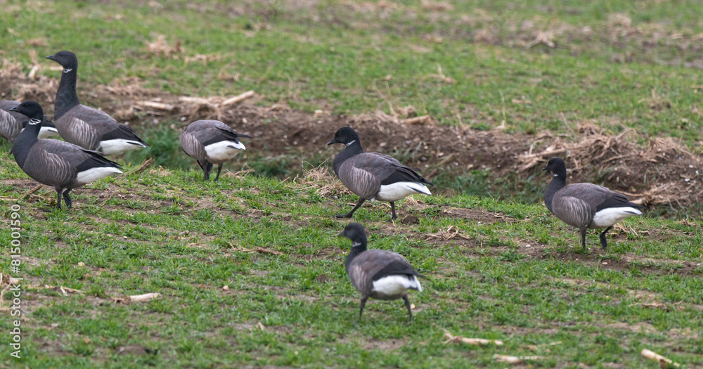 Bernache cravant,.Branta bernicla, Brant Goose, marais; region Pays de Loire; marais Breton; 85, Vendée, Loire Atlantique, France Bernache cravant,.Branta bernicla, Brant Goose, marais; region Pays de Loire; marais Breton; 85, Vendée, Loire Atlantique, France