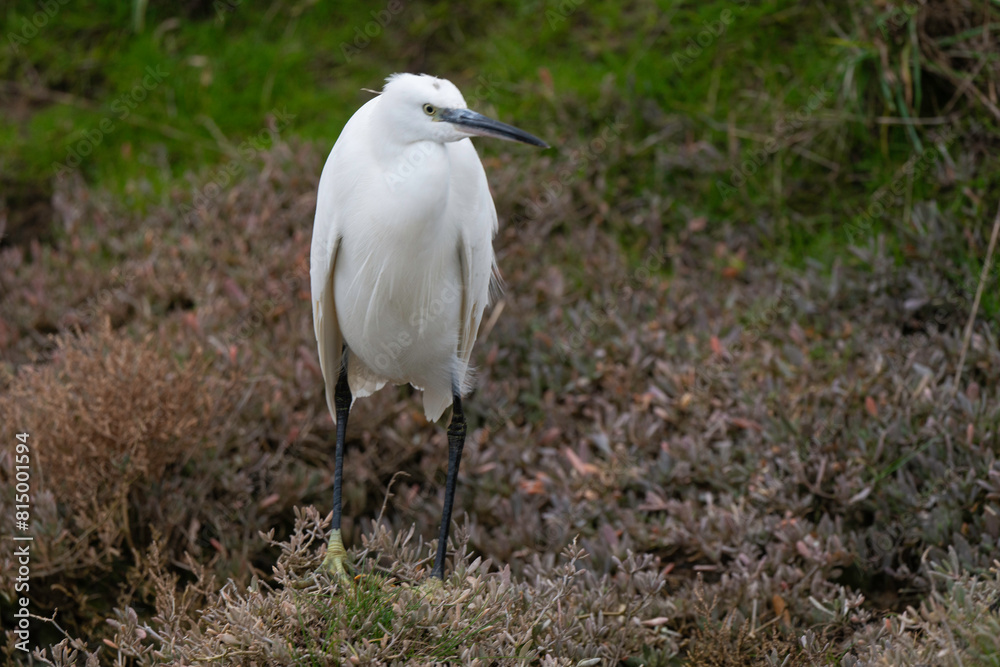 Aigrette garzette, .Egretta garzetta, Little Egret, Aigrette garzette, .Egretta garzetta, Little Egret,