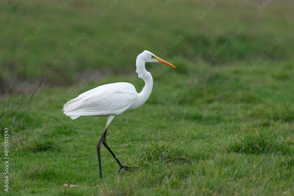 Grande Aigrette,. Ardea alba, Great Egret Grande Aigrette,. Ardea alba, Great Egret
