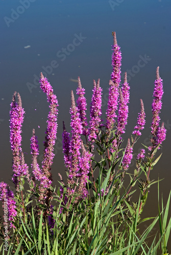Lythrum salicaria, Salicaire photo