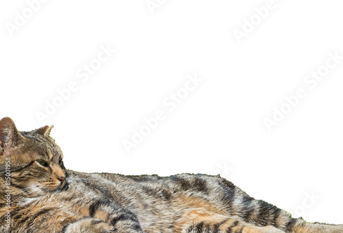 Liegende Katze freigestellt Grafikvorlage © pusteflower9024