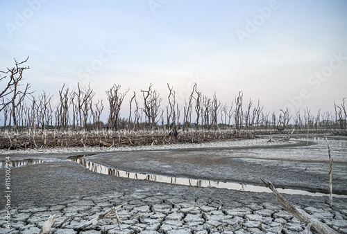 Destroyed mangrove forest scenery, Mangrove forests are destroyed and loss from the expansion of habitats. Expansion of habitats destruction the environment,mangrove forests degradation