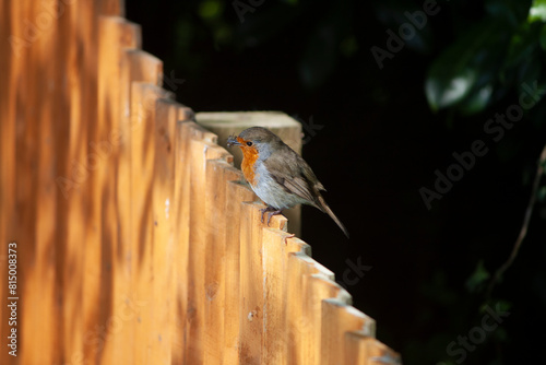 A European Robin sitting on an orange fence against a dark background. 