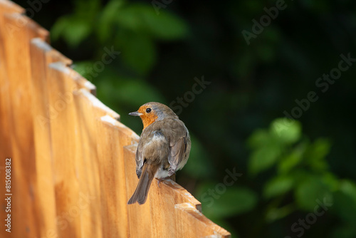 A European Robin sitting on an orange fence against a dark background. 