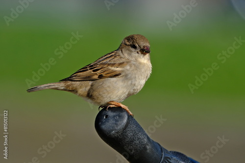 House sparrow (Passer domesticus) on the handlebars of a bicycle.