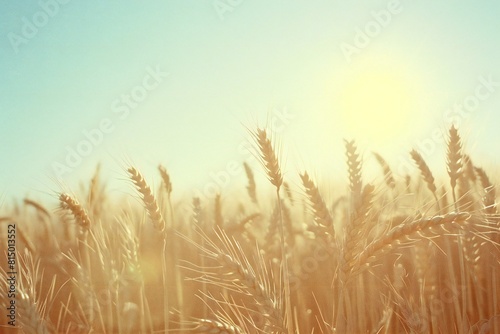 Digital artwork of wheat field in the sun  high quality  high resolution