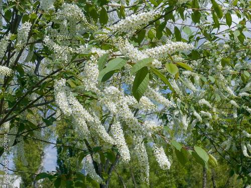 Branches of bird cherry with racemose inflorescences in sunny day