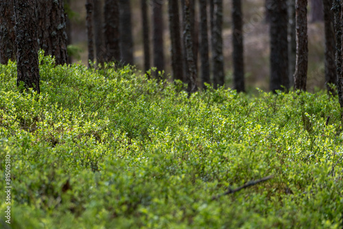 Blueberry plantation in early vegetation forest with thinned tree trunks and sunlit bands in blurred background in vertical look. photo