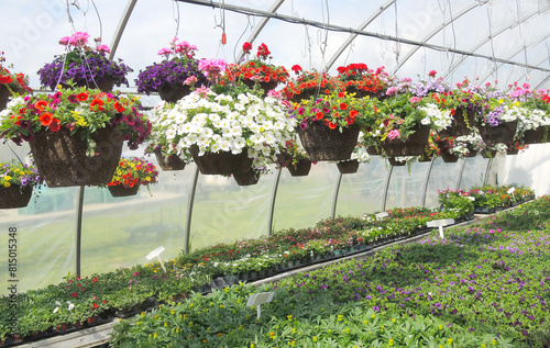 flowers in a greenhouse