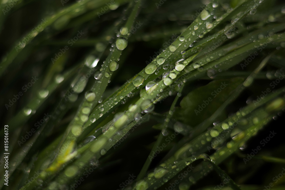 Early morning dew on green grass, grass with dew drops Early morning dew on green grass, grass with dew drops