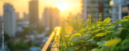 Urban greening side view close up of rooftop gardens in a city at sunrise to represent urban adaptation to climate change  photo