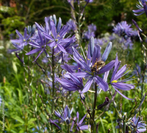 Bee on a purple hyacinth flower in the Hermannshof Gardens in Weinheim, Germany. photo