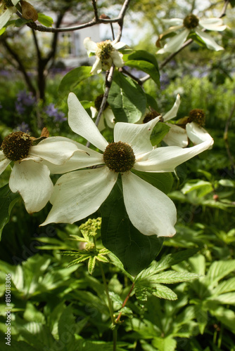 White Cornus nuttallii flower blooming in the Hermannshof Gardens in Weinheim, Germany. photo