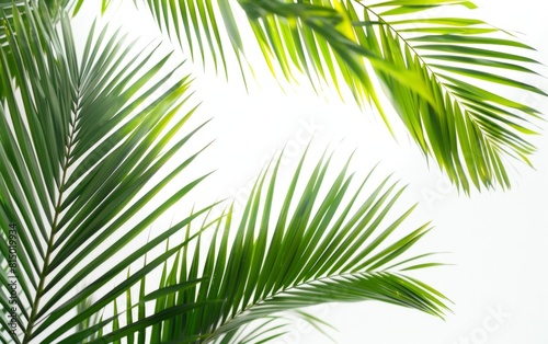 Green palm leaves fanning out against a bright white background.