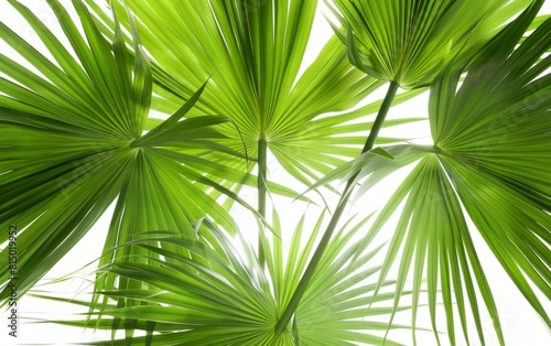 Green palm leaves fanning out against a bright white background.