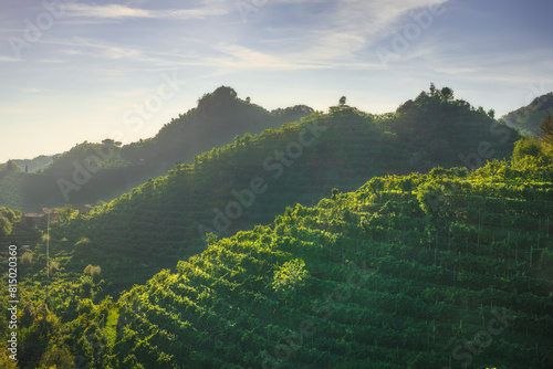 Vineyards of Prosecco hills at sunset. Farra di Soligo Veneto region, Italy © stevanzz